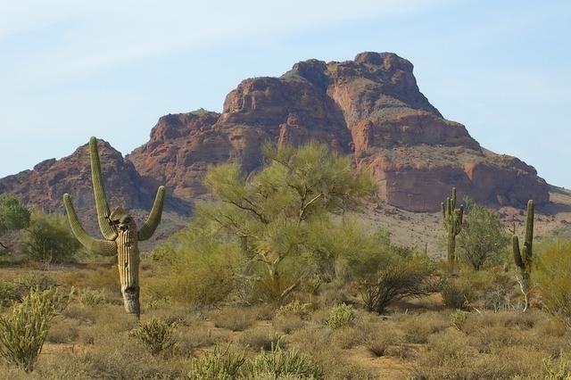 saguaro in tonto 800x533